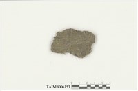 藏品(角鱗蘚屬)的圖片